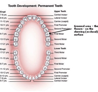 Dental Sealants
